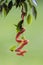 Corallus hortulana or Corallus enydris, a young snake on a tree with a green background. Young boa snake on a branch.Tree boa on a