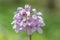 Coralroot Cardamine bulbifera, close-up of flowers