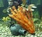 Corals, algae and jug, aquarium