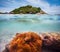 Corals, clownfish and palm island