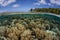 Corals on Edge of Barrier Reef