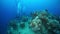 Corals and fish on sunken ship wreck in underwater Truk Islands.