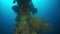 Corals and fish on sunken ship wreck in underwater Truk Islands.