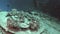 Corals on part of sunken ship Salem Express underwater in the Red Sea in Egypt.