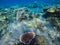 Corals on sand seabottom. Exotic island shore snorkeling. Tropical seashore landscape underwater photo.