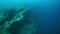 Corals on sunken ship wreck in underwater Truk Islands.