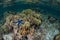 Corals Surround a Limestone Island in Raja Ampat