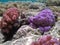 corals underwater with diffierent colours