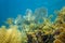 Corals underwater in a reef of the Caribbean sea