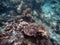 Corals underwater during snorkeling in Zanzibar, Tanzania