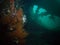 Corals in USS Liberty shipwreck