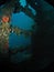 Corals in USS Liberty shipwreck