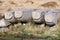 Corbels for old London Bridge abandoned on Dartmoor England.