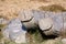 Corbels for old London Bridge abandoned on Dartmoor England.