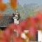 The corbie gable of Chinese folk houses