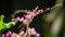 Corculum Stuntz (Antigonon leptopus, coral vine, queen\\\'s wreath, Mexican creeper, coral vine)