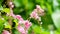 Corculum Stuntz (Antigonon leptopus, coral vine, queen\\\'s wreath, Mexican creeper, coral vine)