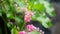 Corculum Stuntz (Antigonon leptopus, coral vine, queen\\\'s wreath, Mexican creeper, coral vine)