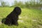 Corded puli - hungarian herding dog