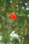 Cordia or eiger tree flower