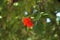 Cordia or eiger tree flower