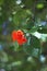 Cordia or eiger tree flower