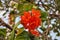Cordia sebestena flower