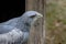 Cordillary Eagle Blue Buzzard or Aguja GeranoaÃ«tus melanoleucus