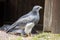 Cordillary Eagle Blue Buzzard or Aguja GeranoaÃ«tus melanoleucus