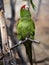 Cordilleran parakeet, Psittacara frontatus, is a hardy parrot with a large red cockade on its head