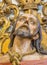 Cordoba - The carved bust of Christ in the bond in Church Eremita de Nuestra Senora del Socorro