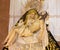 Cordoba - The traditional vested Lady of Sorrow statue (Pieta) in church Iglesia de San Augustin from 19. cent.