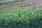 Cordoned off sections of beautiful red and yellow tulips growing in springtime garden