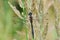 Cordulia aenea dragonfly with green eyes