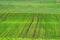 Corduroy summer rural landscape in green tones. Wavy green wheat field with stripes