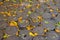 cordwood floor of log end with yellow autumn leaves