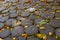 cordwood floor of log end with yellow autumn leaves