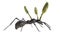 Cordyceps parasitic fungus growing on an ant, 3D illustration