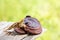 Cordyceps sinensis,reishi , lingzhi mushroom and ginseng on natural background