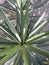 CORDYLINE AUSTRALIS /CABBAGE OR TORBAY PALM