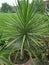 CORDYLINE AUSTRALIS /CABBAGE OR TORBAY PALM