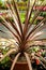 Cordyline Australis plant in the garden