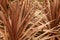 Cordyline Australis plant in the garden