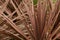 Cordyline Australis plant in the garden