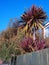 Cordyline australis `Red Star`, garden palm tree and blue sky