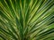 Cordyline draceana close up