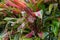 Cordyline flowering plant with red pink green leaves in bloom wi