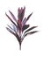 Cordyline fruticosa tree isolated