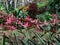 Cordyline Fruticosa in Tropical Garden