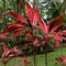 Cordyline Fruticosa in Tropical Garden